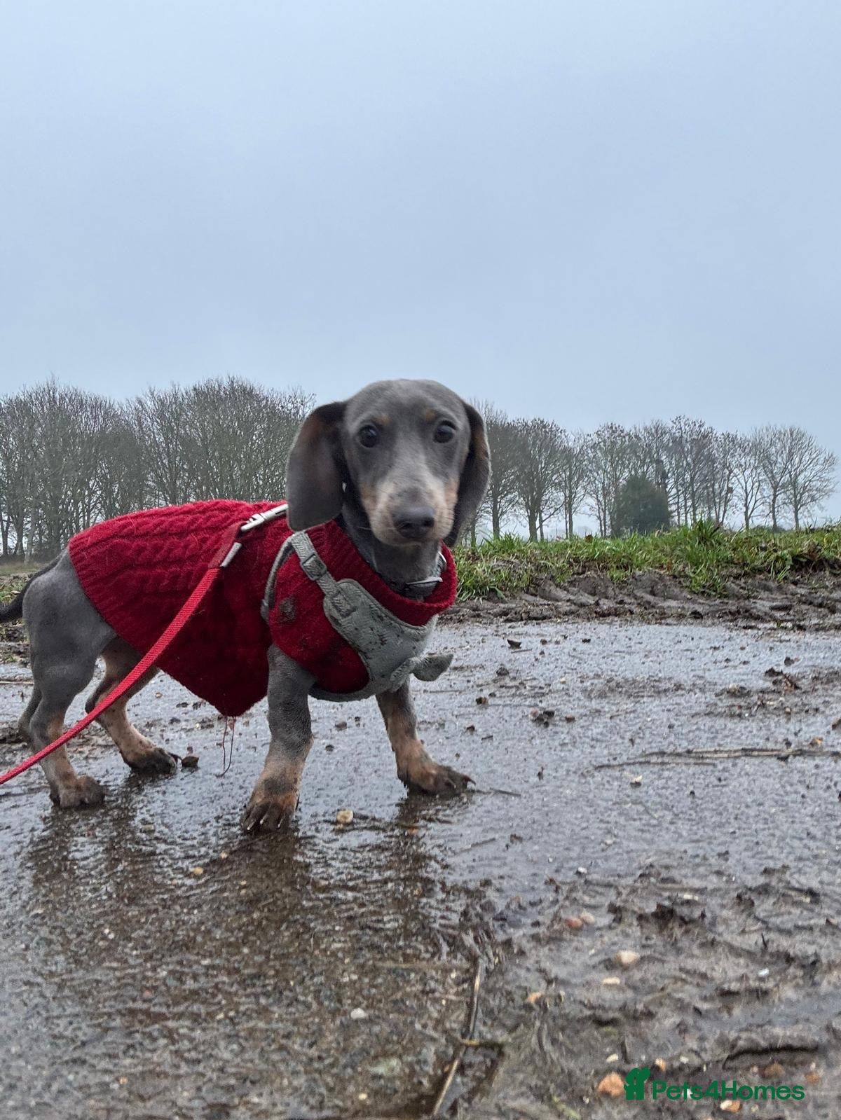 Miniature Dachshund dogs Mini dachshund boy  - Advert 2