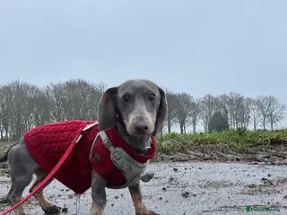 Miniature Dachshund dogs Mini dachshund boy - Advert 1