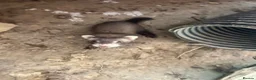 Ferret rodents for sale: Baby Ferret - Advert 4