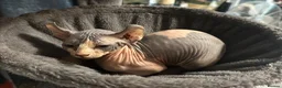 Mixed Breed cats for sale: Last gorgeous girl!! Ready to leave now  - Advert 6