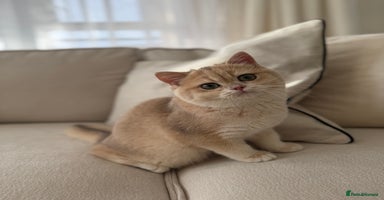 British Shorthair cats Lilac Golden British Shorthair kitten 🤍 - Advert 3