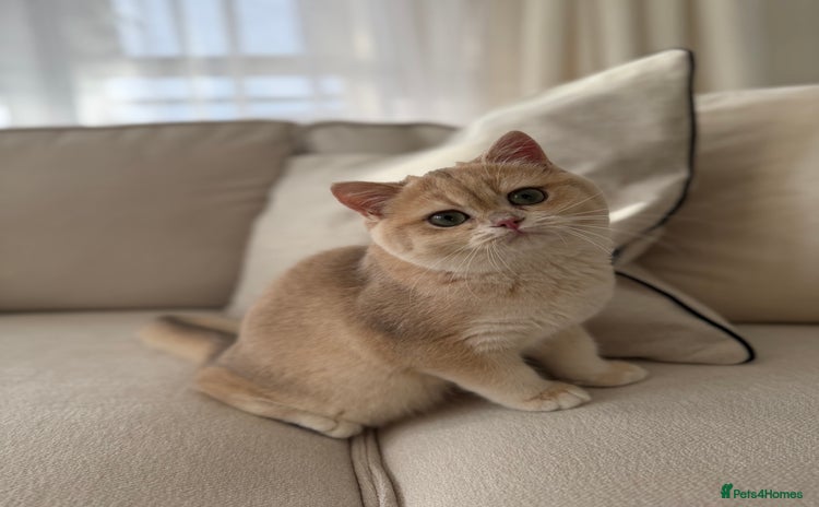 British Shorthair cats Golden Lilac British Shorthair kitty  - Advert 1