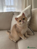 British Shorthair cats Lilac Golden British Shorthair kitten 🤍 - Advert 3