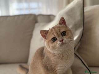 British Shorthair cats Lilac Golden British Shorthair kitten 🤍 - Advert 6