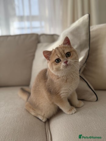 British Shorthair cats Lilac Golden British Shorthair kitten 🤍 - Advert 2
