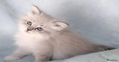 Siberian cats - Advert 11