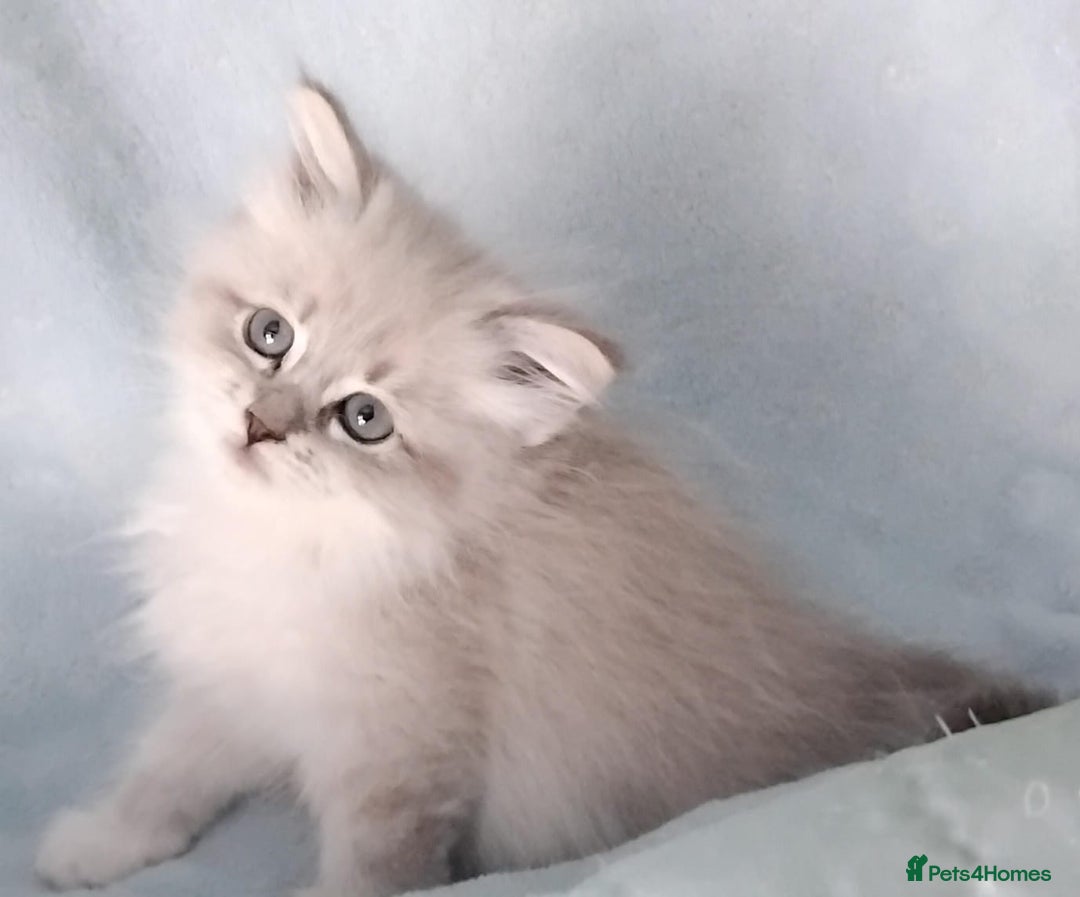 Siberian cats for sale: GCCF Registered Pure Siberian kittens For Sale.   - Image 3