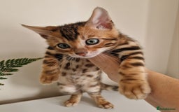 Bengal cats for sale: Stunning Glittered Pedigree Benga kittens  - Image 23
