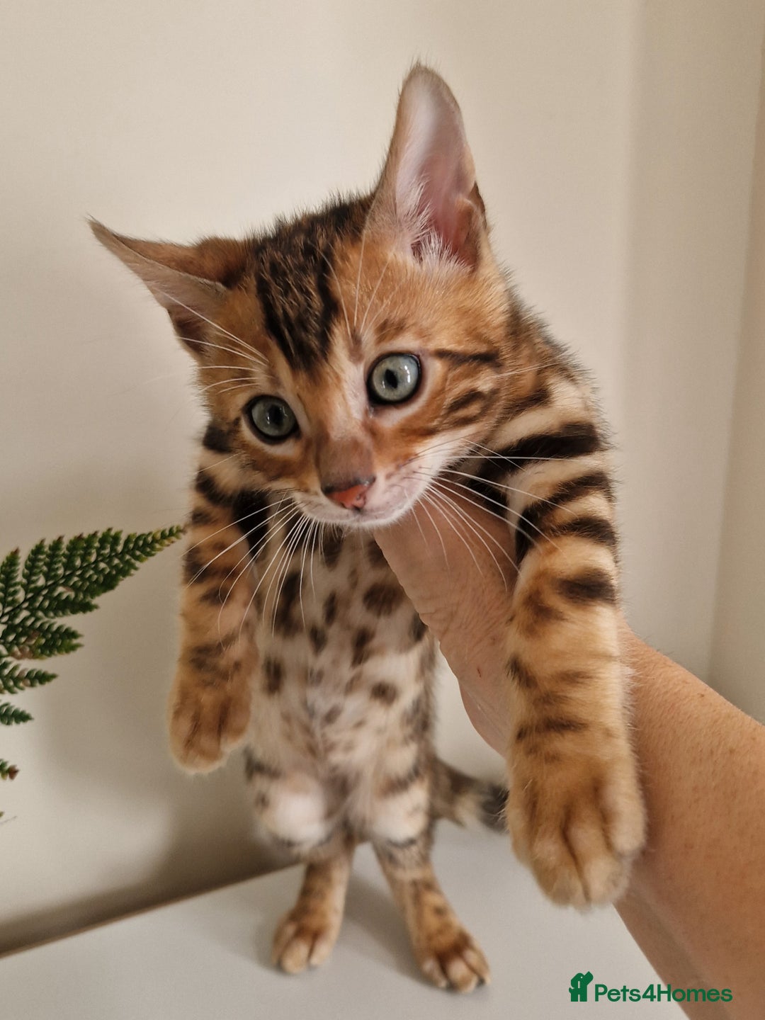 Bengal cats for sale: Stunning Glittered Pedigree Benga kittens  - Image 23