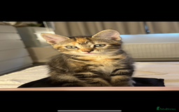 British Shorthair cats for sale: 5 beautiful kittens for sale  - Image 2