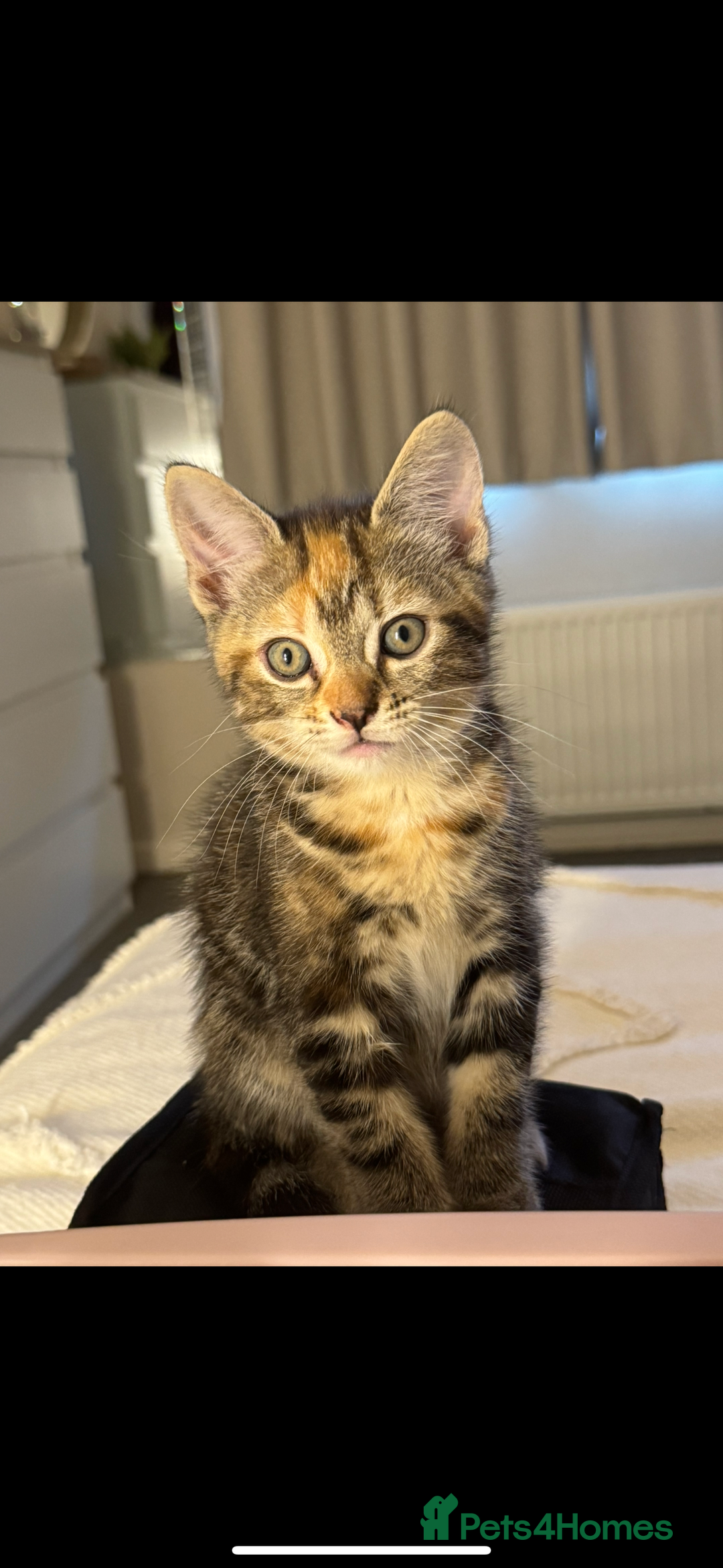 British Shorthair cats for sale: 5 beautiful kittens for sale  - Image 2