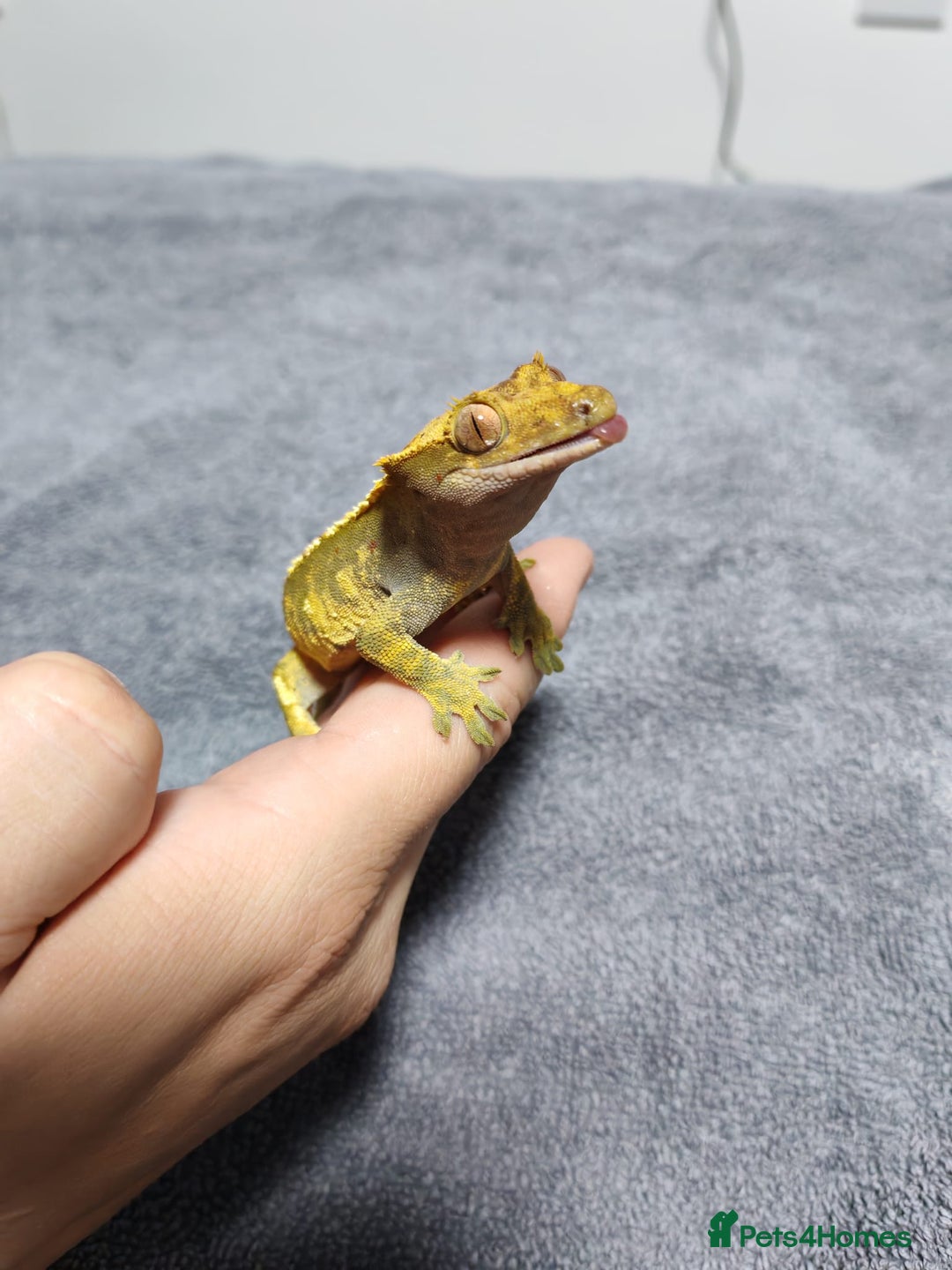 Gecko reptiles for sale: Crested Gecko with enclosure - female - Advert 12