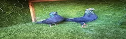 Pigeons birds for sale: Premium Breeding Pigeons Top Quality Pairs Availab - Advert 27