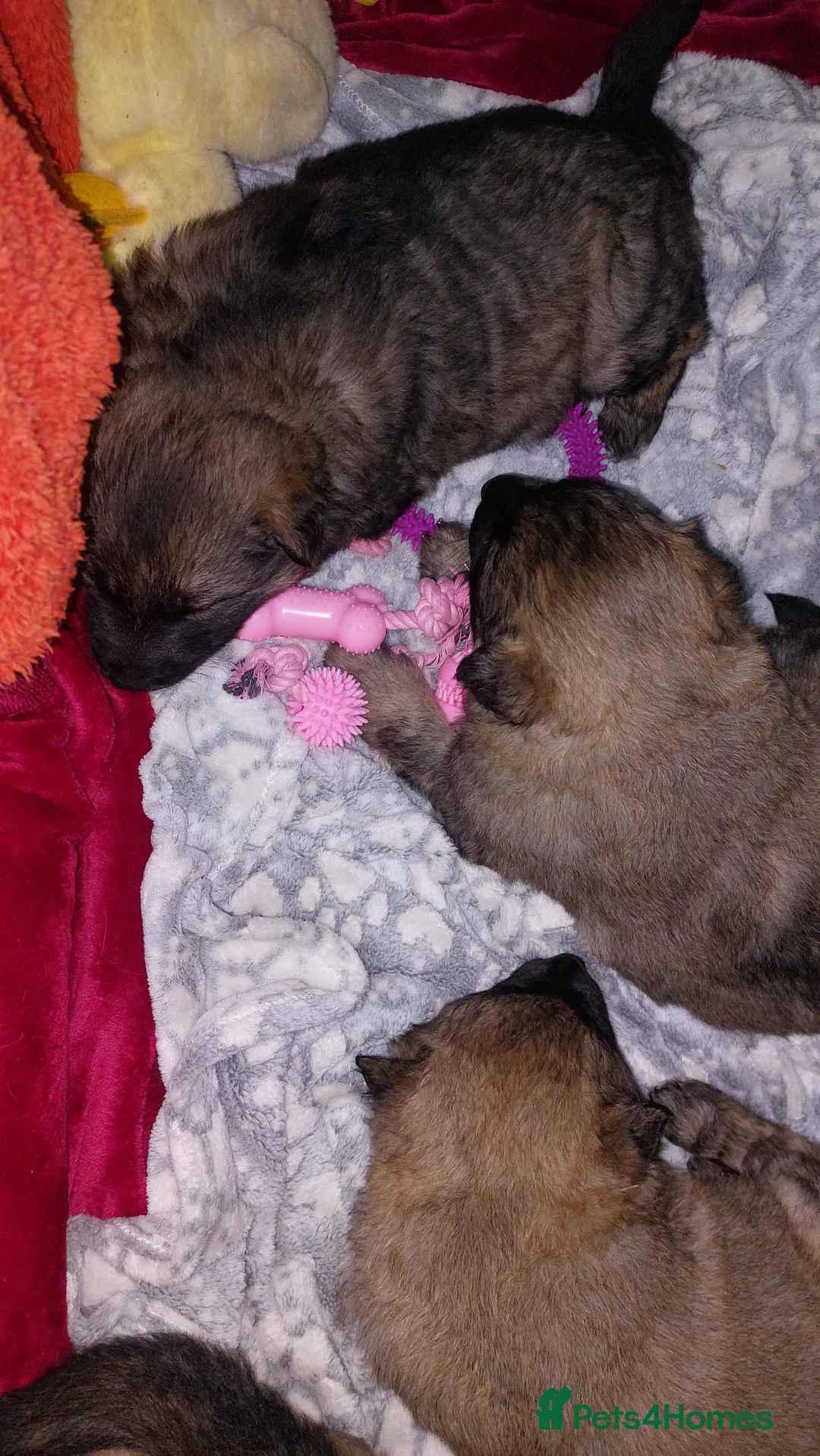 German Shepherd dogs for sale: German shephered puppys 4 boys 2 girls - Advert 11