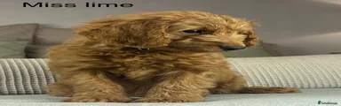Labradoodle Puppy 4