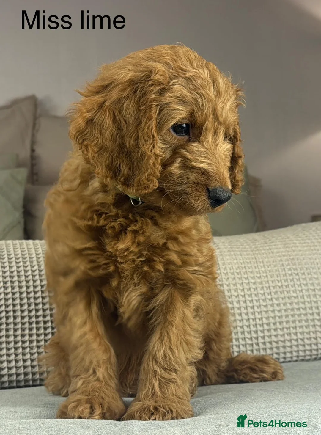 Labradoodle dogs for sale: INSTAGRAM. “OAKWELL RETRIEVERS” HEALTHY HOUNDS - Advert 21