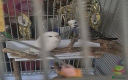 Budgerigars birds for sale: 2 female budgies - Image 2