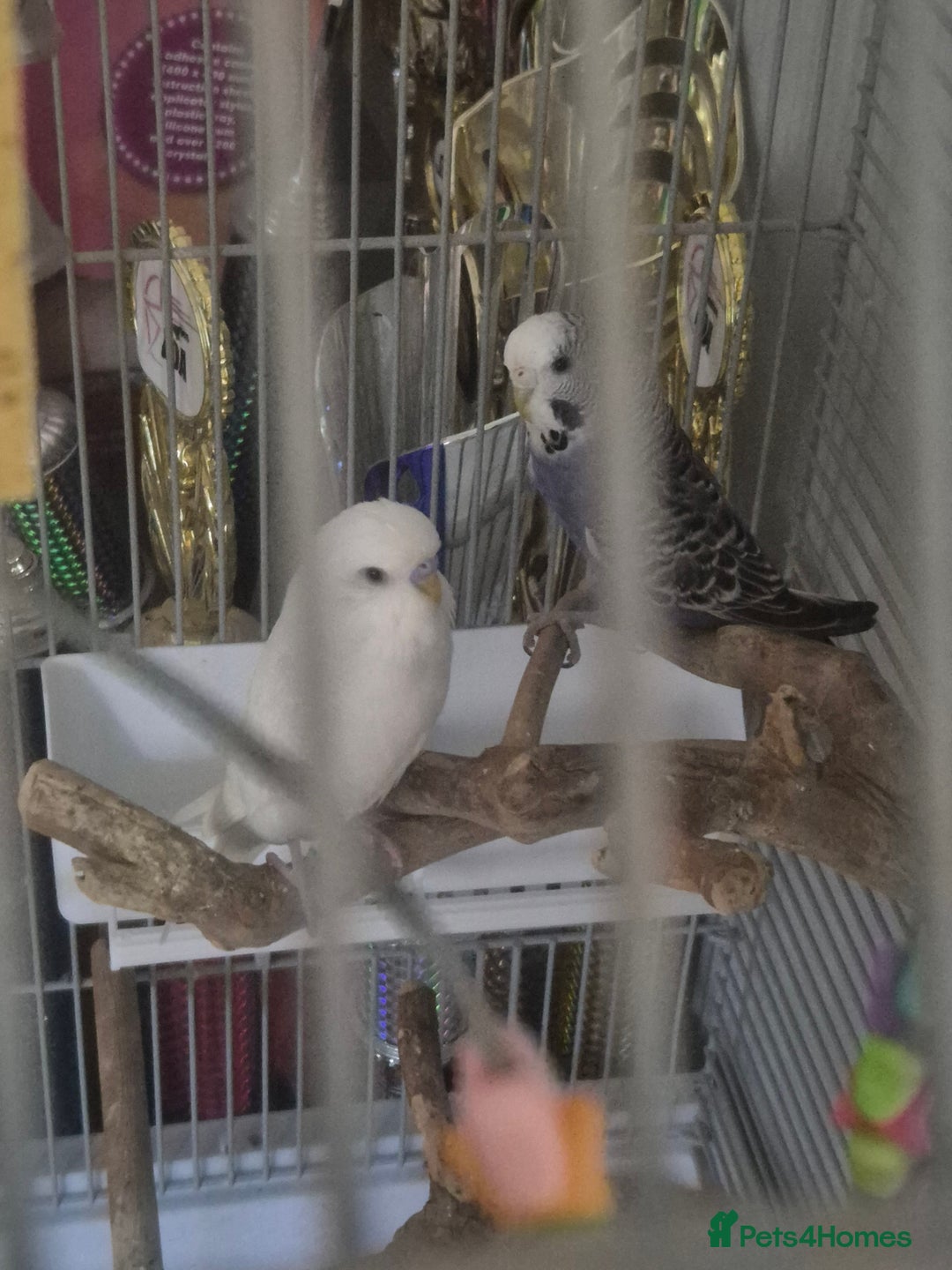 Budgerigars birds for sale: 2 female budgies - Image 2