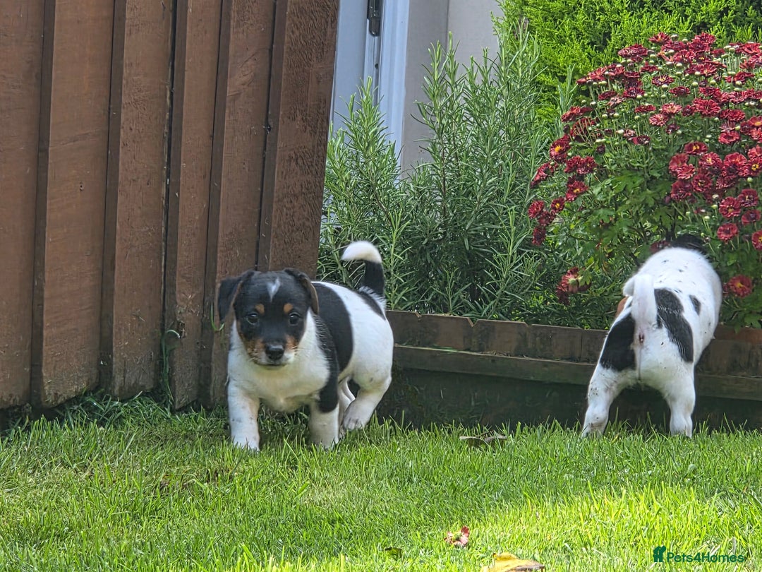Jack Russell dogs for sale: Tricolour short legs Jack Russell  - Image 27