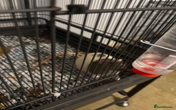 Rat rodents for sale: 3 male rats  - Image 3