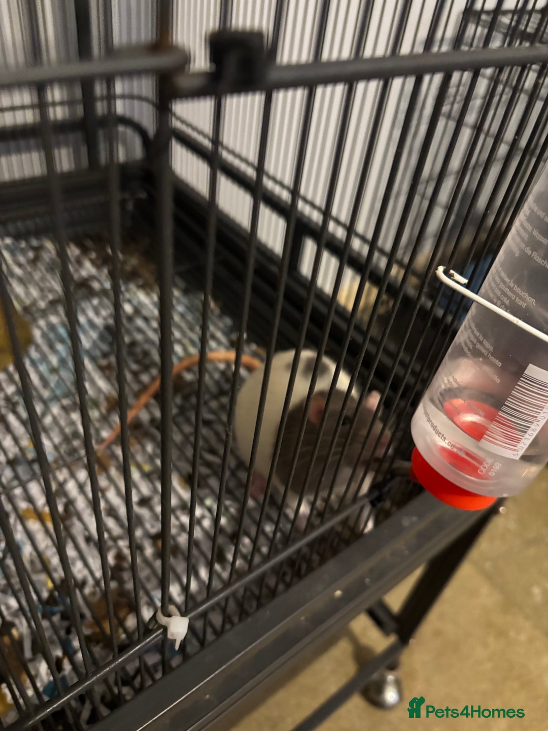 Rat rodents for sale: 3 male rats  - Image 3