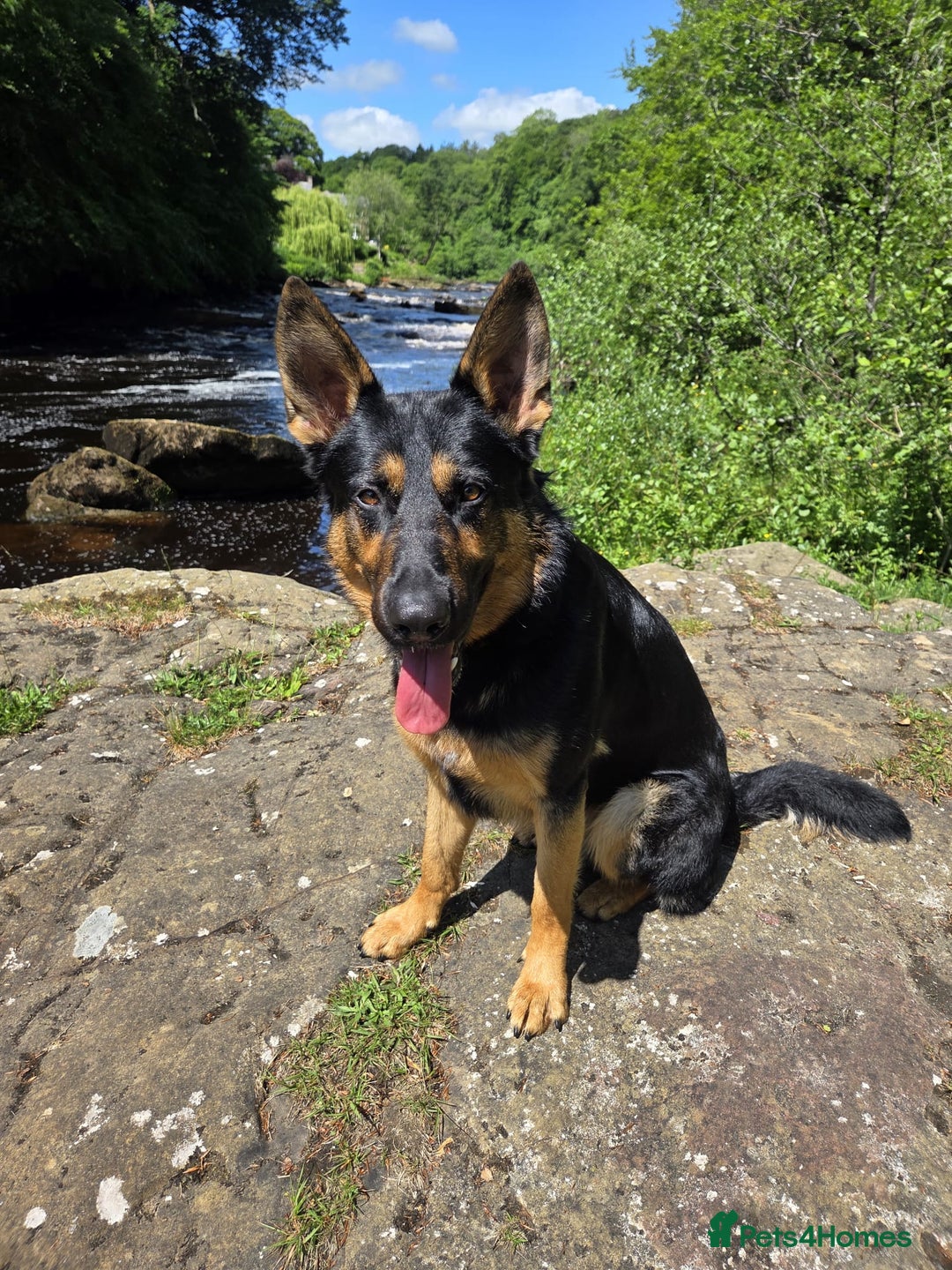 German Shepherd dogs for sale: Looking to rehome Marley 18m old German Sheperd. - Image 1