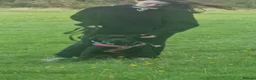 Mixed Breed dogs for sale: Mix breed  in Mansfield - Advert 3