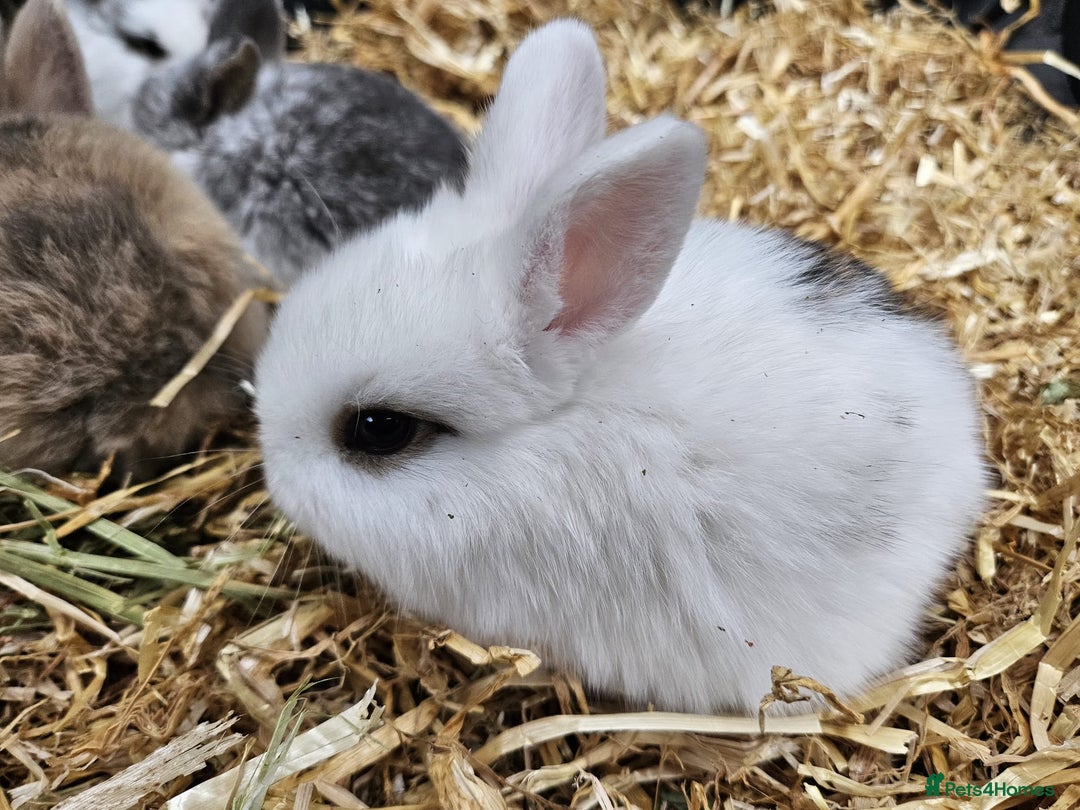 Mini Lop rabbits for sale: 🐰 Mini Lop Bunnies Looking for Forever Homes! 🏡 - Image 3