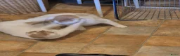 Mixed Breed cats for sale: Scottish fold/ Sphinx mix - Advert 4