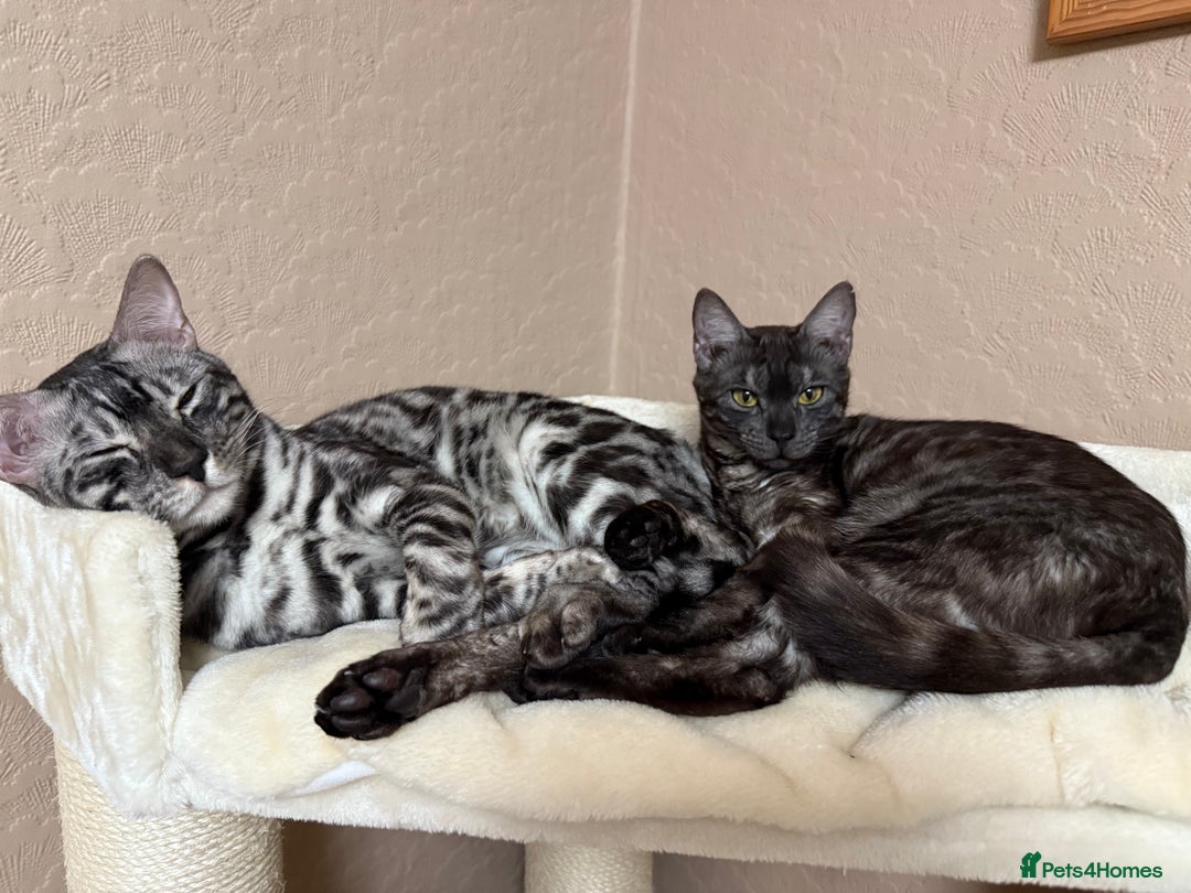 Bengal cats for sale: 💙Stunning Silver Charcoal black spotted tabby  - Advert 7