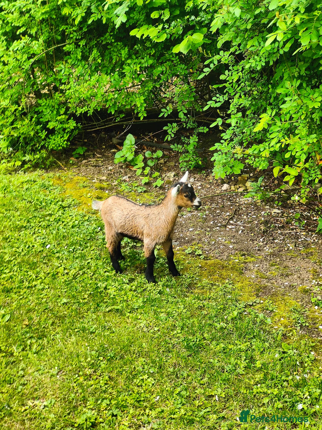 Goats livestock for sale: Beautiful tri coloured pigmy goat with kid at foot in Cowbridge - Advert 5