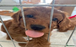Cockapoo dogs for sale: 3 puppies left - ready now  - Image 1