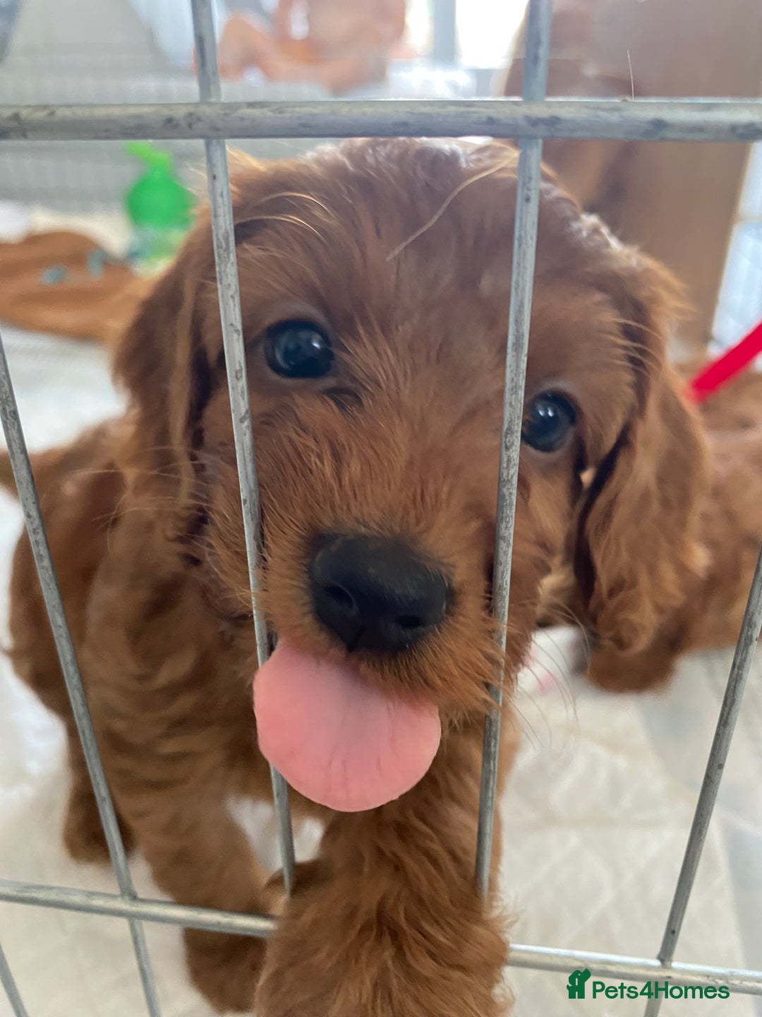 Cockapoo dogs for sale: 3 puppies left - ready now  - Image 1