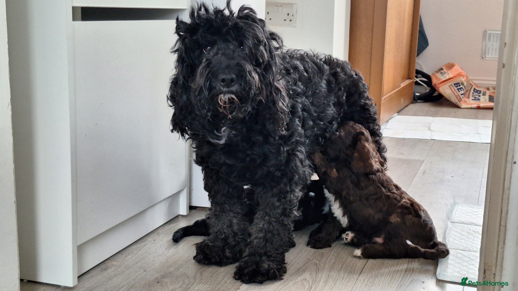 Cockapoo dogs for sale: Three beautiful cockapoo boys - Advert 8
