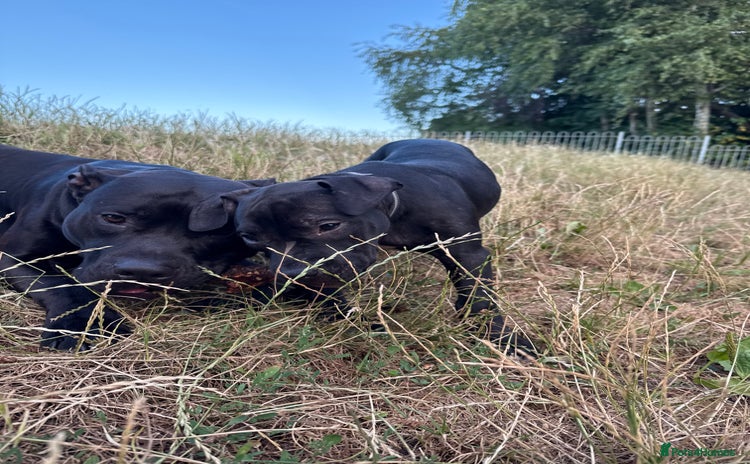 Staffordshire Bull Terrier dogs in Liverpool - Advert 14