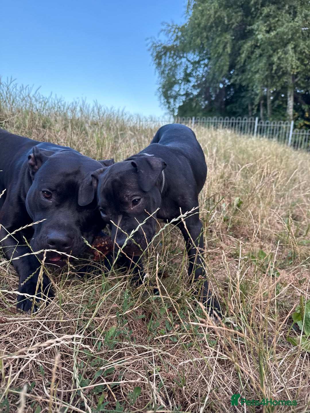 Staffordshire Bull Terrier dogs for sale: Staffy Puppy's for sell in Liverpool - Image 1