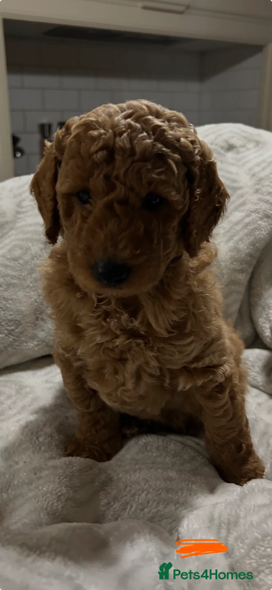Miniature Poodle dogs for sale: KC REG MINIATURE POODLE PUPS - Advert 6