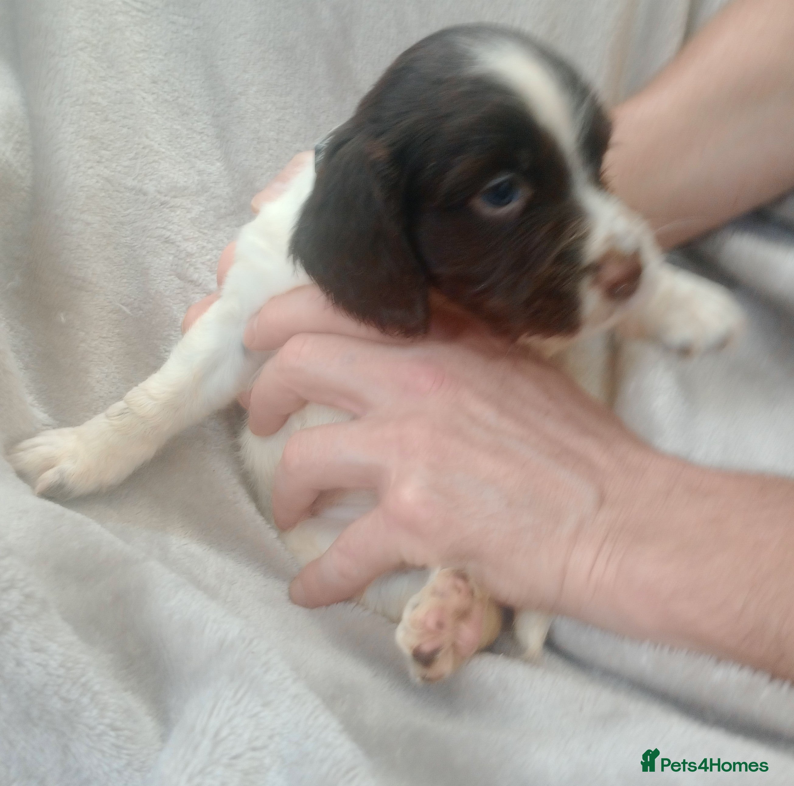 Sprocker dogs Sprocker puppies  - Advert 2