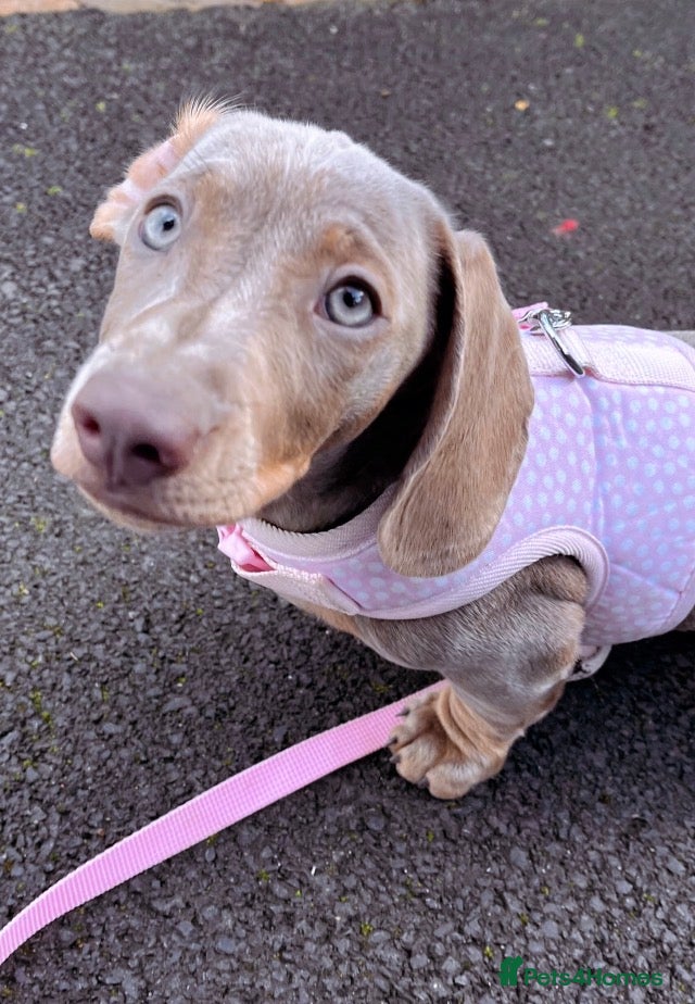 Dachshund dogs mini dachshund blue lilac - Advert 16
