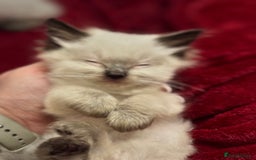 Ragdoll cats for sale: Sapphire's Ragdolls - Image 27