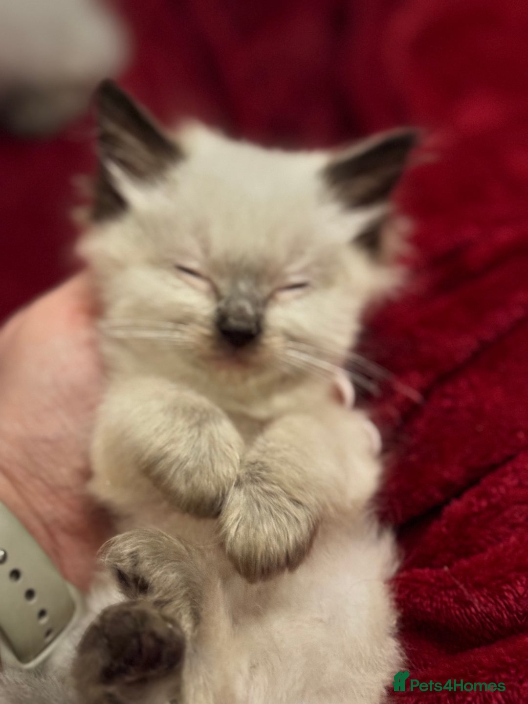Ragdoll cats for sale: Sapphire's Ragdolls - Image 27