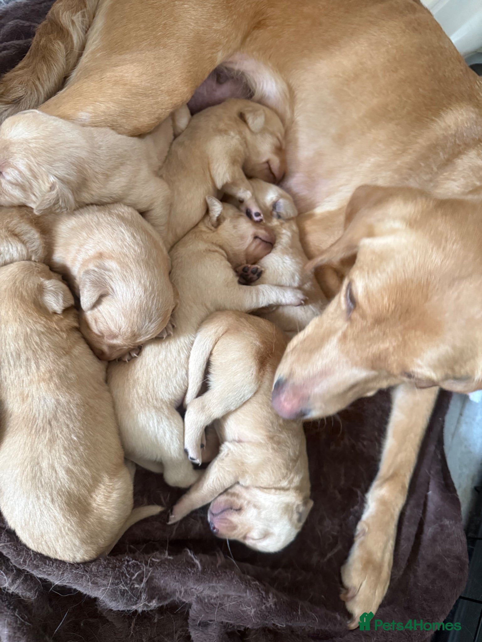 Labrador Retriever dogs 🐶 KC Registered Fox Red Labrador Puppies 🐶 - Advert 15