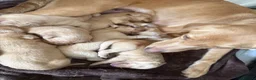 Labrador Retriever dogs for sale: 🐶 KC Registered Fox Red Labrador Puppies 🐶 - Advert 1