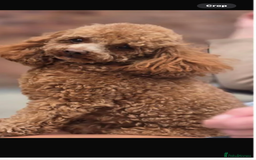 Toy Poodle dogs for sale: Beautiful phanotom toy poodle boys  - Advert 4