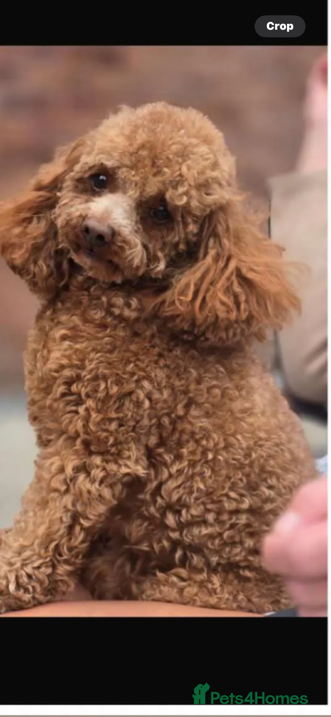 Toy Poodle dogs for sale: Beautiful phanotom toy poodle boys  - Advert 4