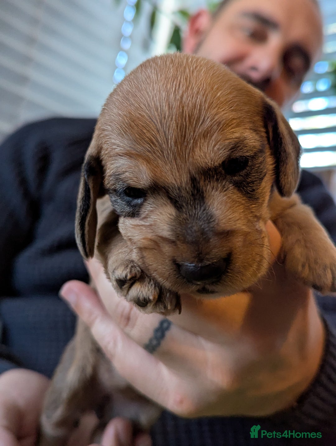 Dachshund dogs for sale: Standard Wirehaired Dachshund Puppies - Image 27