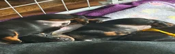 Dachshund dogs for sale: 3 Beautiful Females left - Advert 3