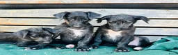 Deerhound dogs for sale: KC Reg Deerhound Puppies  - Advert 5