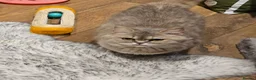 British Shorthair cats for sale: Blue golden, lilac gold, cinnamon bi colour  - Advert 2