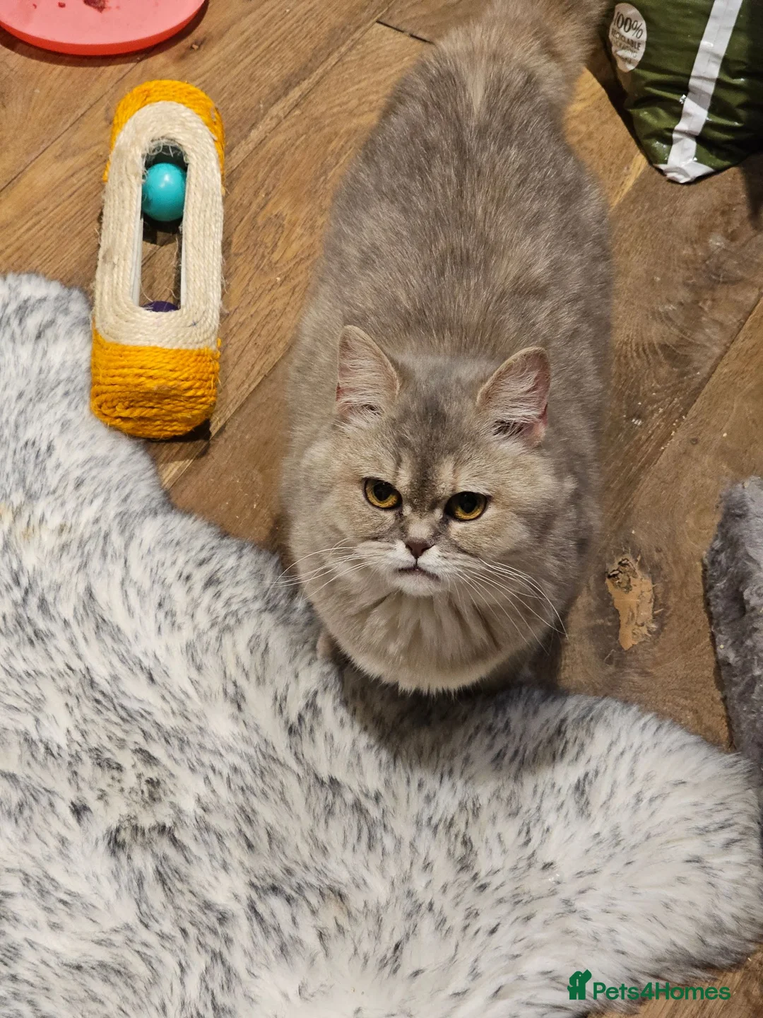 British Shorthair cats for sale: Blue golden, lilac gold, cinnamon bi colour  - Advert 2